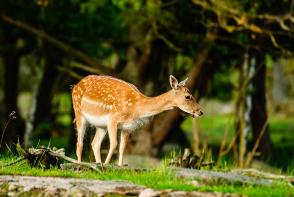 Why is My Trail Camera Not Working?