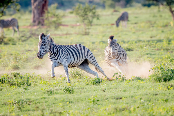 The Best Trail Camera of 2023