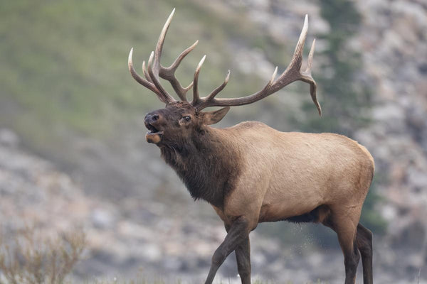 2026 Trail Camera Buyer's Guide: Match Your Needs in 2 Min | Campark