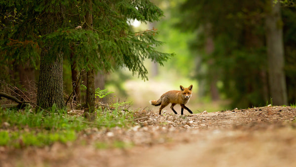 Where to Place Home Security Cameras?