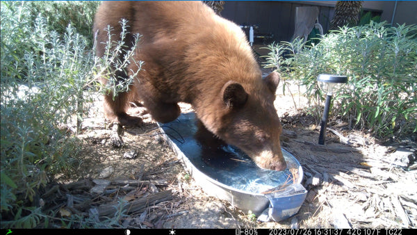 You Bought a Trail Camera for Wildlife But Got This Instead