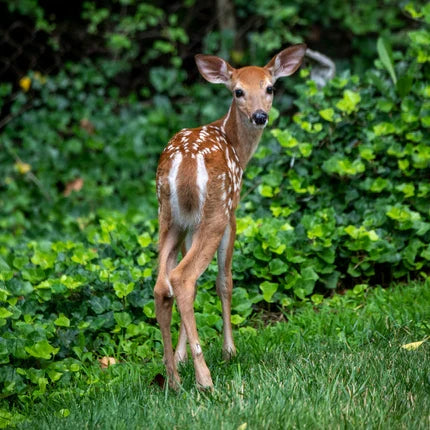Where Should I Place a Trail Camera in Summer? 8 Best Spots for North American Wildlife