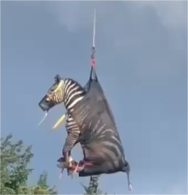 How Campark Trail camera Helped Rescue a Runaway Zebra Named Ed