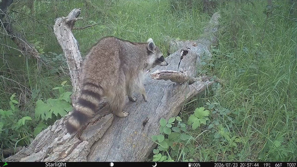 Why Is My Trail Camera Not Detecting Animals? 9 Common Reasons and How to Fix Them