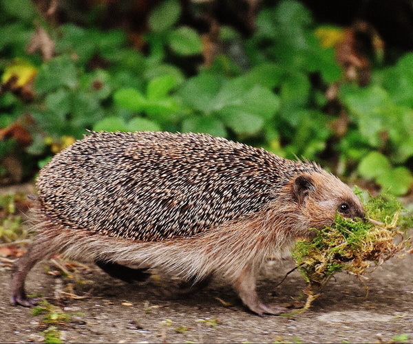 Best Trail Camera in 2026: How to Choose(Backyard, Wildlife, No‑Glow Night Vision)