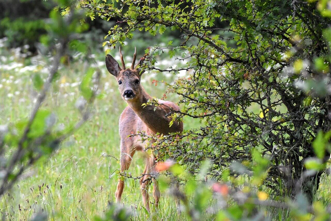 Campark: Your Choice for Ethical Hunting