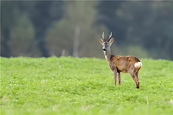 How to Top Up Data for a 4G Celluar Trail Cameras: Annual Plans & SIM Card Guid