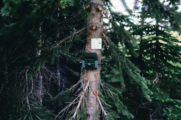 4G vs. WiFi Trail Cameras: Which One Should You Buy?
