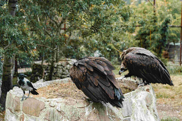 Do Black Vultures Attack Livestock? What Trail Cameras Reveal