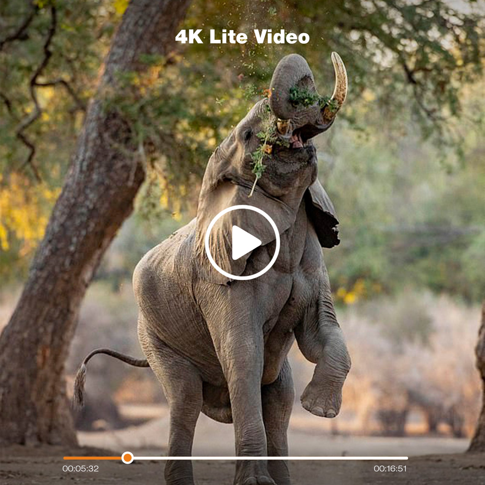 Campark 2 Pack T45A Upgrade Waterproof Trail Camera 20MP 4K Hunting Game Camera (Only Available In The US)、