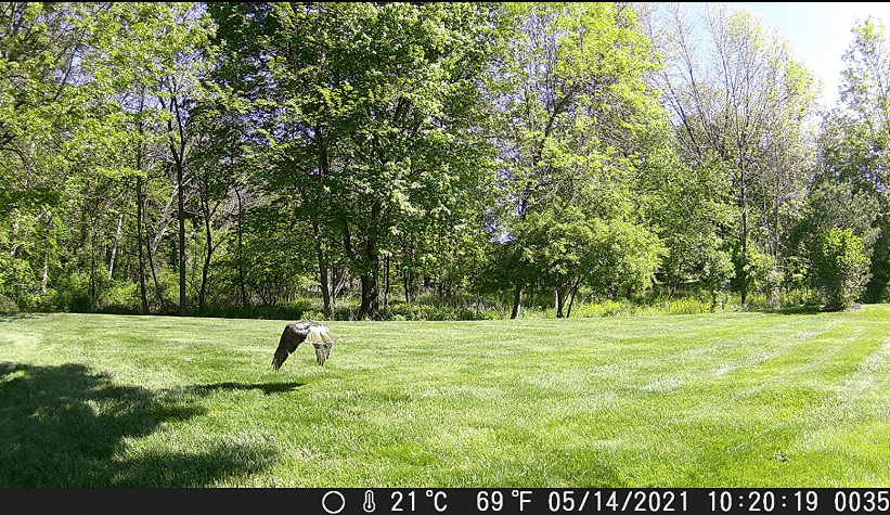 Moment taken by Campark Campark T45A Upgrade Trail Camera