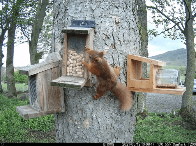 Squirrel photographed by Campark T200 Solar panel Trail Camera
